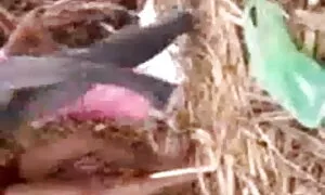 গুদ এর, চাঁচা, মেয়েদের হস্তমৈথুন বাংলা চুদা চুদি sex